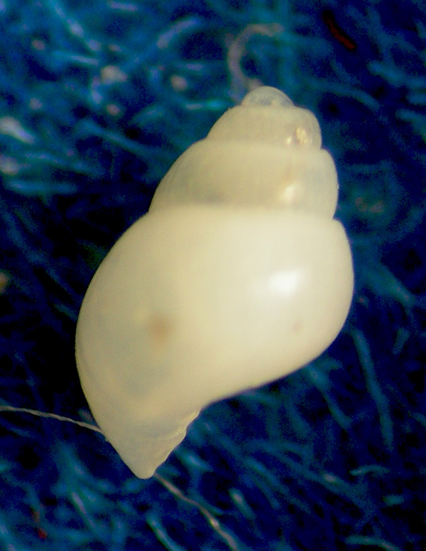 liostomia o odostomia 2